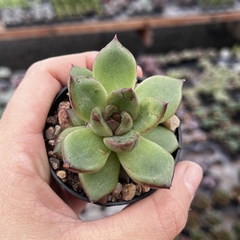 Echeveria Black Queen pote 06