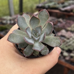 Echeveria Dark Ice pote 06