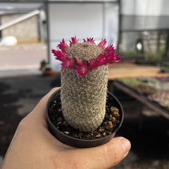 Mammillaria Matudae pt 07 na internet