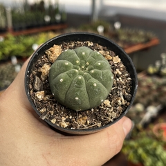 Matucana Madisoniorum pote 07