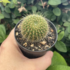 Notocactus Herteri pote 07 - comprar online