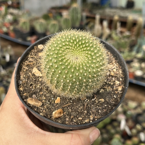 Parodia Haselbergii Graesnerii pote 11 - comprar online