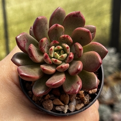 Graptoveria Bashfull pote 06