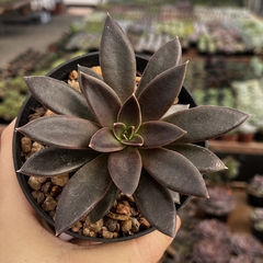 Echeveria Serrana pote 11