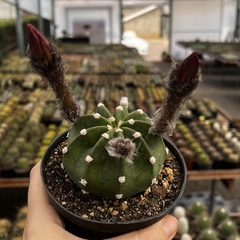 Echinopsis subdenudata pote 11 - Cactario JD