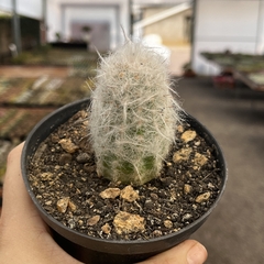 Oreocereus Trolli Pote 11