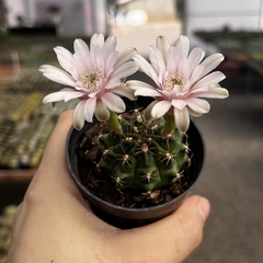 Gymnocalycium Mihanovich Pote 07