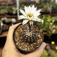Gymnocalycium Raggonesei pote 7 - comprar online