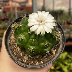 Gymnocalycium Multiproliferum Pote 11