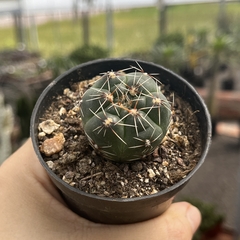 Gymnocalycium Erinaceum Pote 07