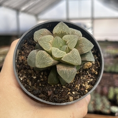 Haworthia Pygmaea pote 09 - comprar online