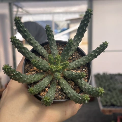 Euphorbia Inermis pote 09
