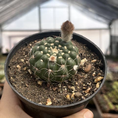 Notocactus Uebelmannianus pote 11