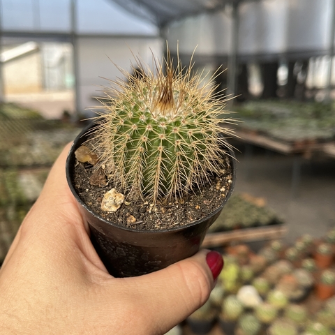 Parodia Nigrispinus pote 07 - comprar online