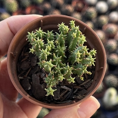 Euphorbia Submamilaris pote 06