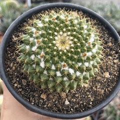 Mammillaria Markisiana pote 14