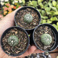 Astrophytum Asterias unidade pote 06