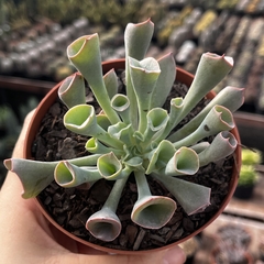 Echeveria Pink Trumpet pote 11