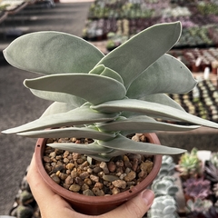 Crassula Falcata cuia 13