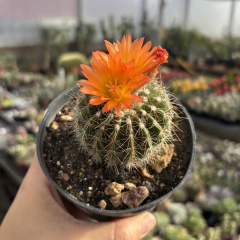 Notocactus Horst flor laranja pote 11 na internet