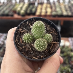 Rebutia Fabrisii pote 06
