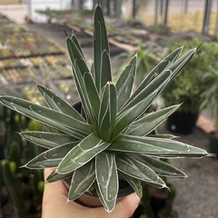 Agave Vitoria Reginae pote 11