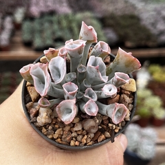 Echeveria Pink Trumpet pote 07