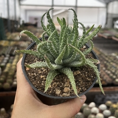 Aloe Humilis var Echinata pote 11