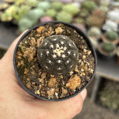 Gymnocalycium Raggonesei pote 07 - comprar online