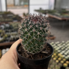 Mammillaria hildagensis pote 7 - comprar online