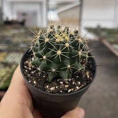 Hamathocactus sinuosa pote 07