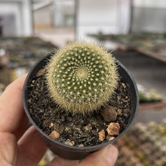 Parodia haselbergii subsp. graessneri pote 07