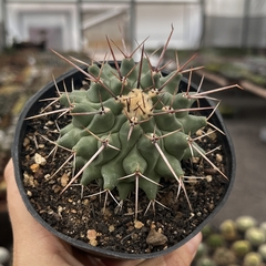 Thelocactus Rinconensis Pote 11