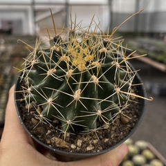 Hamathocactus Sinuosa Pote 11