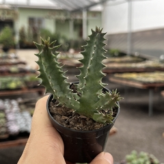 Huernia Zebrina pote 06 na internet