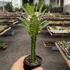 Euphorbia trigona pote 06