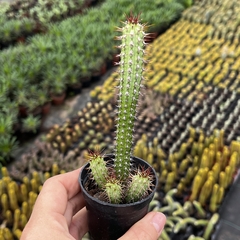 Euphorbia baioensis pote 6