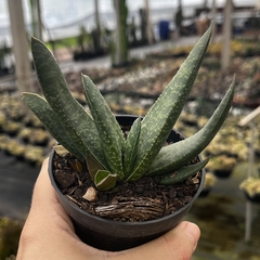 Gasteria Gracilis pote 09