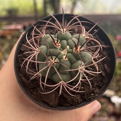 Gymnocalycium Pflanzi pote 11 na internet