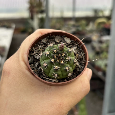 Gymnocalycium anistii pote 06 - comprar online