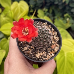 Rebutia Pygmaea var Colorea pote 07 - comprar online