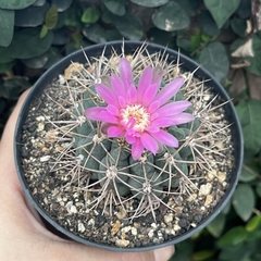 Gymnocalycium Neohuberii pt 07 na internet