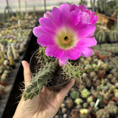 Rabo de cão pote 11 - comprar online