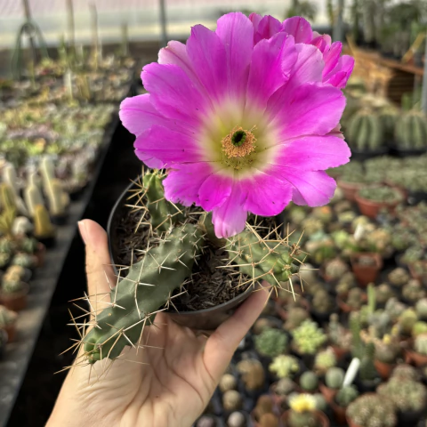 Rabo de cão pote 11 - comprar online