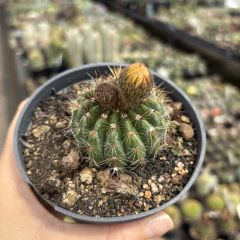 Notocactus Glaucinus pote 11 - comprar online