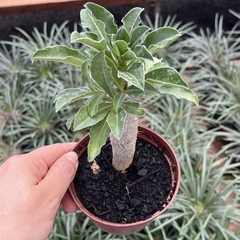 Pachypodium Saundersii pote 11