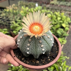Astrophytum Asterias MATRIZ cuia 13