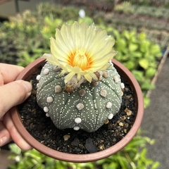 Astrophytum Asterias MATRIZ cuia 13 - comprar online