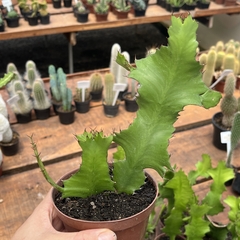 Euphorbia Bougheyi pote 15 na internet