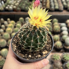 Hamathocactus setispinus pote 11 na internet